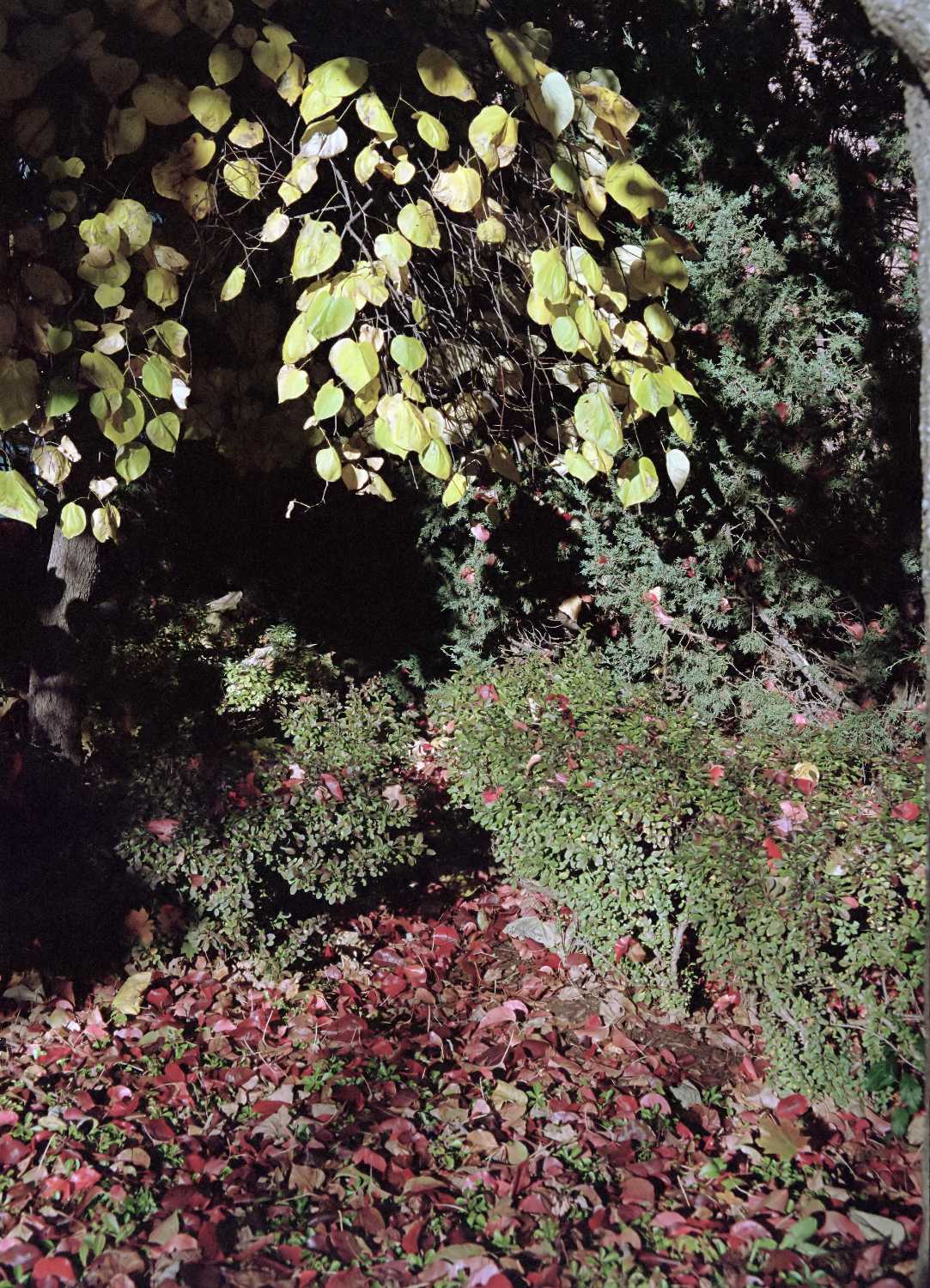 Film Photos of William Rainey Harper College, Palatine, Illinois