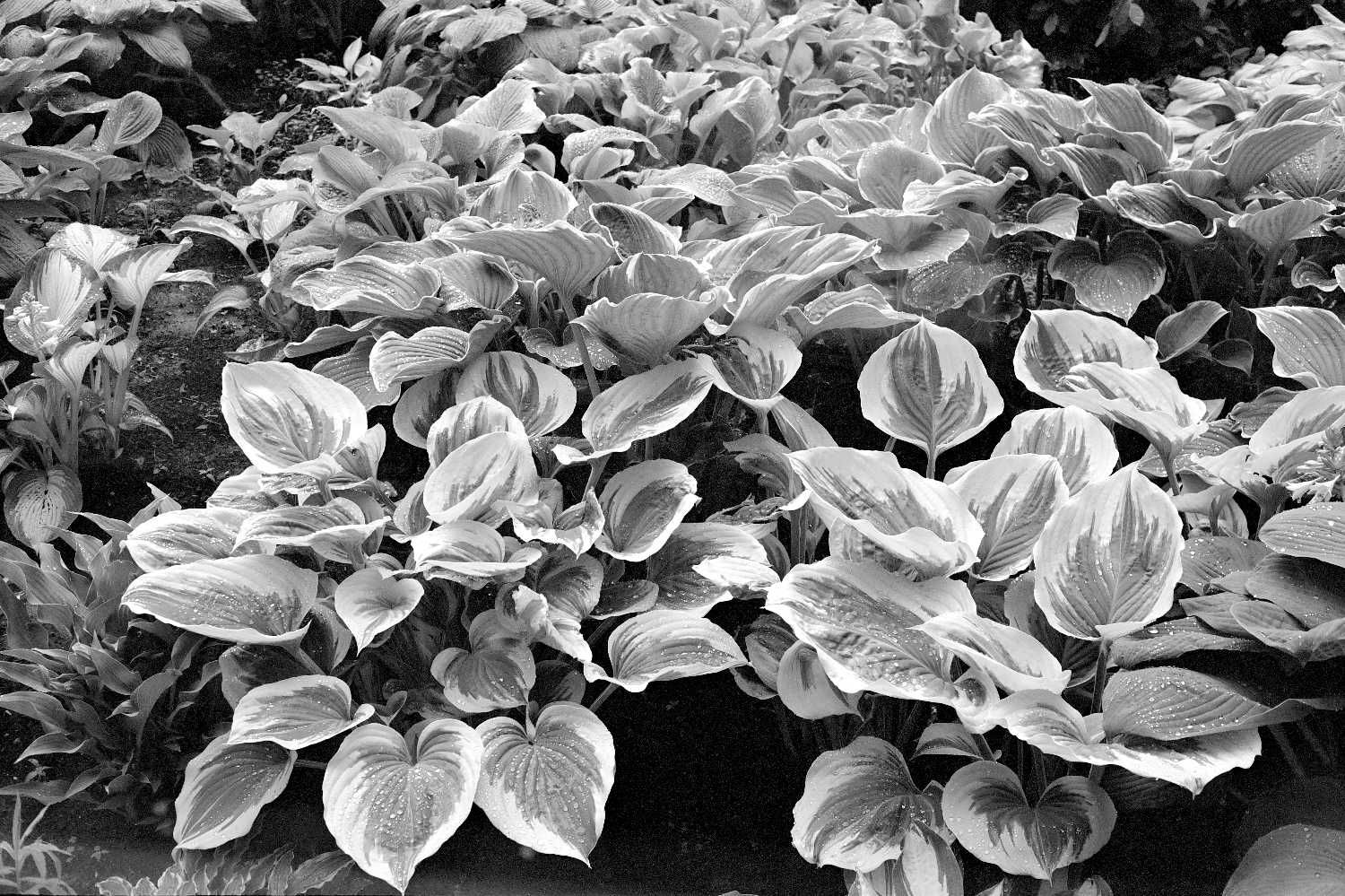Film Photos of William Rainey Harper College, Palatine, Illinois
