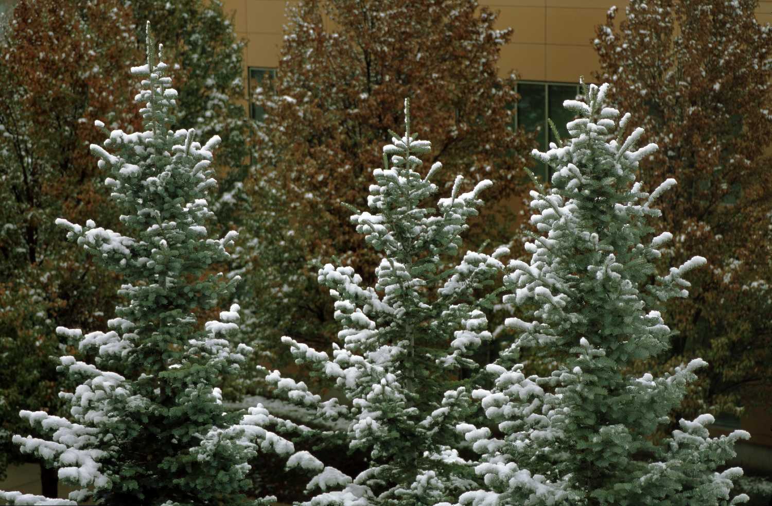 Film Photos of William Rainey Harper College, Palatine, Illinois