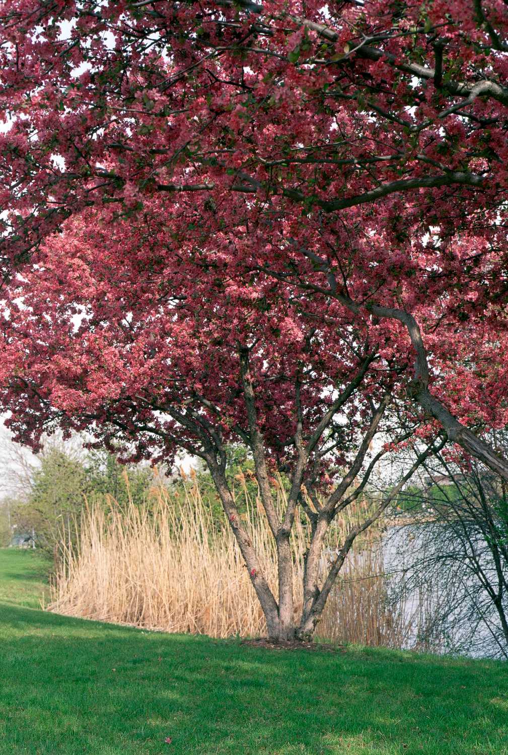 Film Photos of William Rainey Harper College, Palatine, Illinois