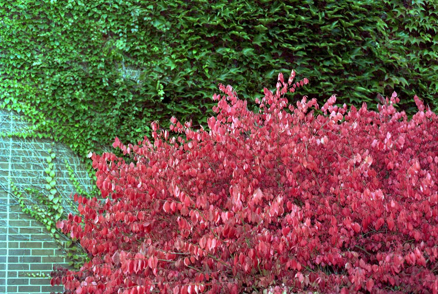 Film Photos of William Rainey Harper College, Palatine, Illinois