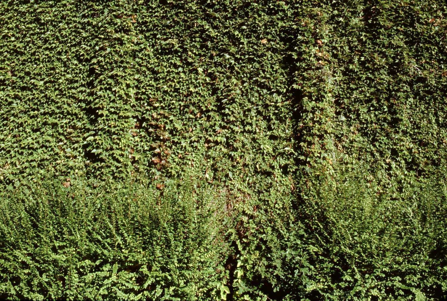 Film Photos of William Rainey Harper College, Palatine, Illinois