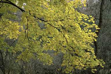 40191.jpg