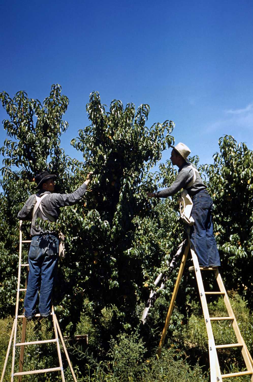 FSA-OWI Color Photos of America, 1939-1943