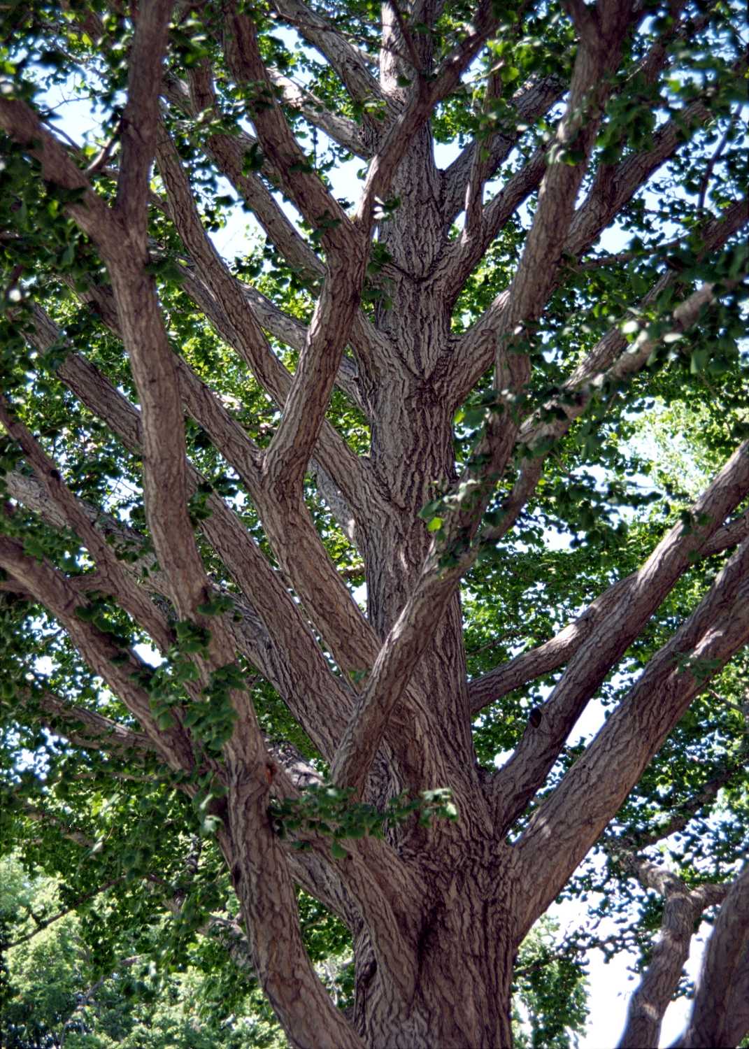 Photos of Clay Center, KS, 1900 to present